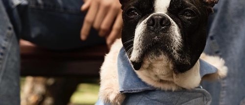 Moschino diseñará para H&M la primera colección de ropa canina